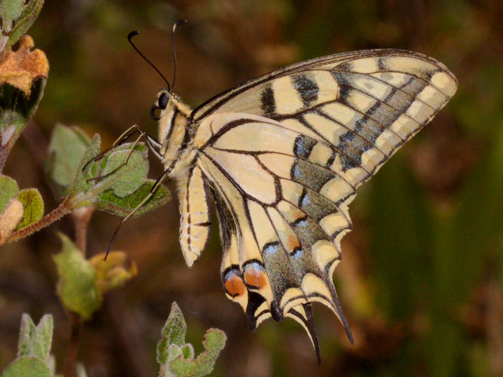 Papilio machaon, adulto
